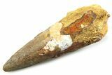Fossil Spinosaurus Tooth - Real Fossil Tooth #357692-1